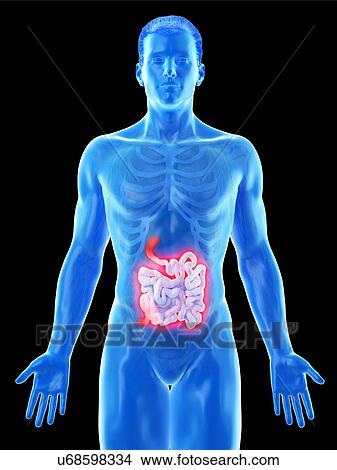 Small intestine, computer illustration. View Large Photo Image Picture - Small intestine, computer illustration.. Fotosearch