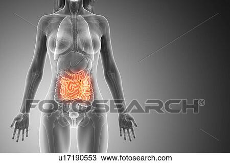 Small intestine, computer illustration. View Large Photo Image Stock Image - Small intestine, computer illustration.. Fotosearch