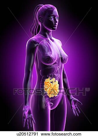 Stock Image - Small intestine, computer illustration. Fotosearch