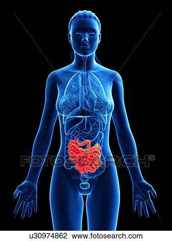 Small intestine, computer illustration. View Large Photo Image Stock Image - Small intestine, computer illustration.. Fotosearch