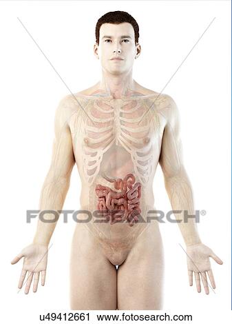 Small intestine, computer illustration. View Large Photo Image Stock Image - Small intestine, computer illustration.. Fotosearch