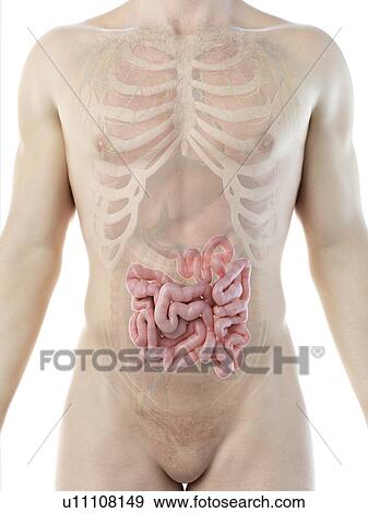 Small intestine, computer illustration. View Large Photo Image Stock Photo - Small intestine, computer illustration.. Fotosearch