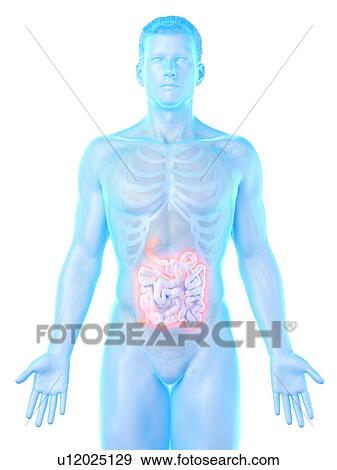 Stock Photo - Small intestine, computer illustration.. Fotosearch