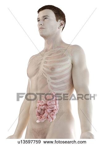 Small intestine, computer illustration. View Large Photo Image Stock Photo - Small intestine, computer illustration.. Fotosearch