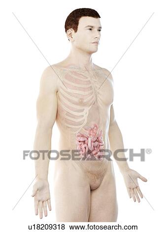 Stock Photo - Small intestine, computer illustration.. Fotosearch