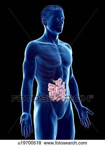 Small intestine, computer illustration. View Large Photo Image Stock Photo - Small intestine, computer illustration.. Fotosearch