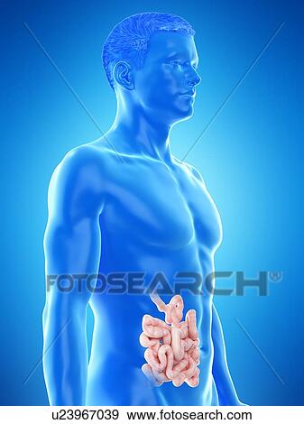 Stock Photo - Small intestine, computer illustration.. Fotosearch