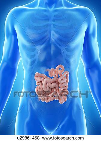 Small intestine, computer illustration. View Large Photo Image Stock Photo - Small intestine, computer illustration.. Fotosearch