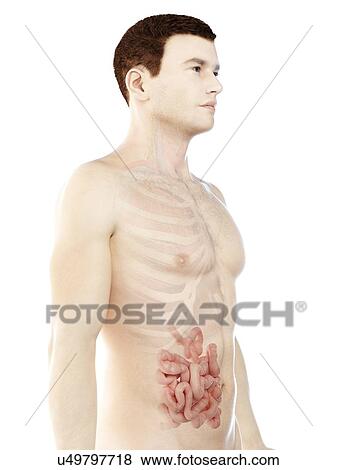 Stock Photo - Small intestine, computer illustration.. Fotosearch