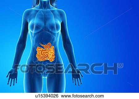 Small intestine, computer illustration. View Large Photo Image Stock Photograph - Small intestine, computer illustration.. Fotosearch