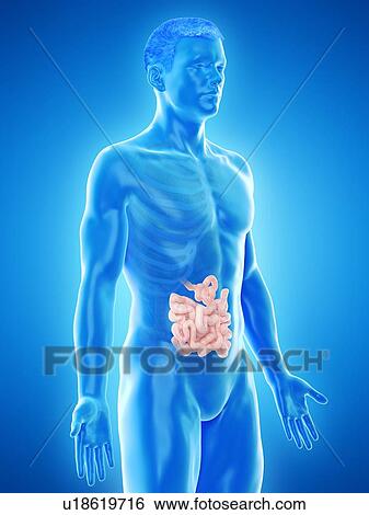 Small intestine, computer illustration. View Large Photo Image Stock Photograph - Small intestine, computer illustration.. Fotosearch