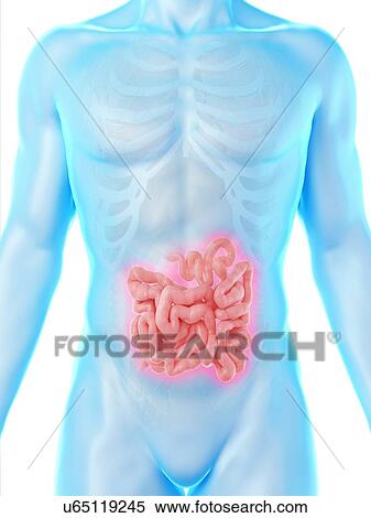 Stock Photography - Small intestine, computer illustration.. Fotosearch