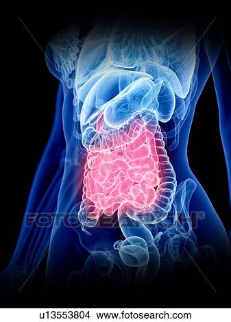 Picture - Small intestine, illustration. Fotosearch
