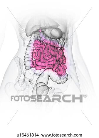 Small intestine, illustration View Large Photo Image Picture - Small intestine, illustration. Fotosearch