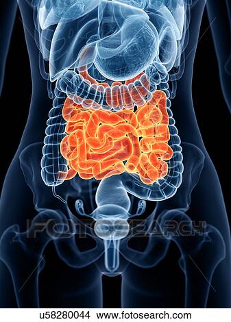Picture - Small intestine, illustration. Fotosearch