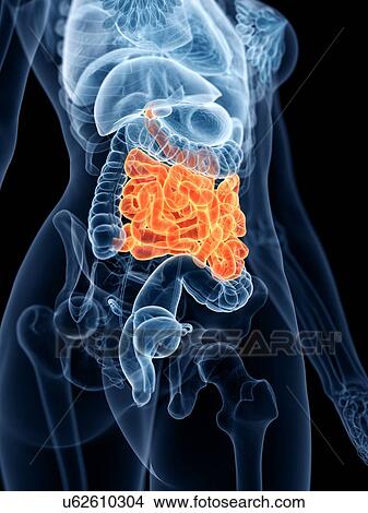 Small intestine, illustration View Large Photo Image Picture - Small intestine, illustration. Fotosearch