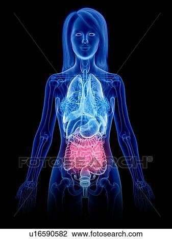 Small intestine, illustration View Large Photo Image Stock Image - Small intestine, illustration. Fotosearch
