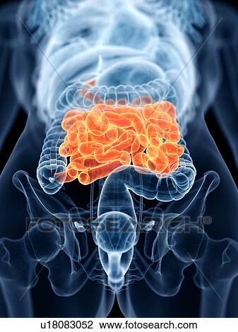 Small intestine, illustration View Large Photo Image Stock Image - Small intestine, illustration. Fotosearch