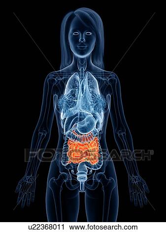 Stock Image - Small intestine, illustration. Fotosearch
