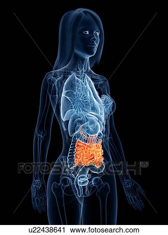 Small intestine, illustration View Large Photo Image Stock Image - Small intestine, illustration. Fotosearch