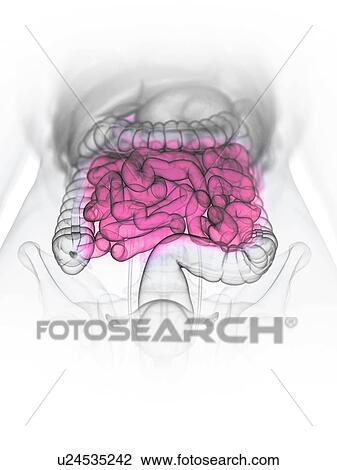 Small intestine, illustration View Large Photo Image Stock Image - Small intestine, illustration. Fotosearch