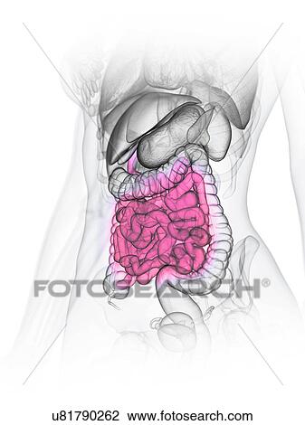 Small intestine, illustration View Large Photo Image Stock Image - Small intestine, illustration. Fotosearch