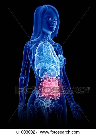 Stock Photo - Small intestine, illustration. Fotosearch