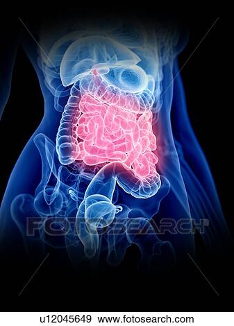 Stock Photo - Small intestine, illustration. Fotosearch