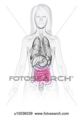 Stock Photo - Small intestine, illustration. Fotosearch