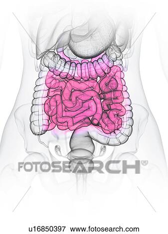 Stock Photo - Small intestine, illustration. Fotosearch