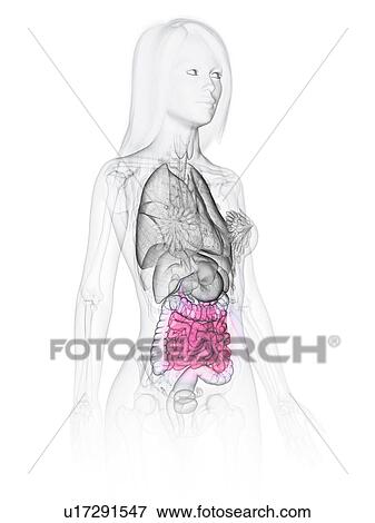 Small intestine, illustration View Large Photo Image Stock Photo - Small intestine, illustration. Fotosearch