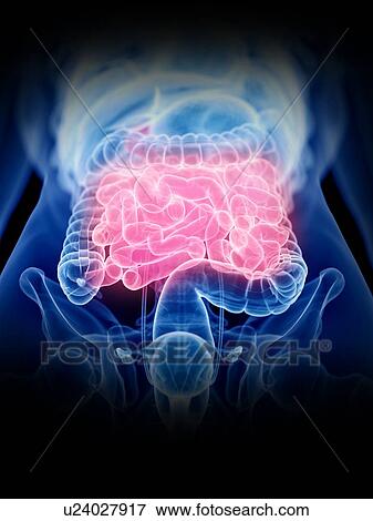 Stock Photo - Small intestine, illustration. Fotosearch