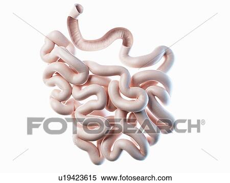 Stock Photography - Small intestine, illustration. Fotosearch