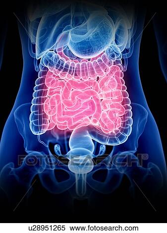 Small intestine, illustration View Large Photo Image Stock Photography - Small intestine, illustration. Fotosearch