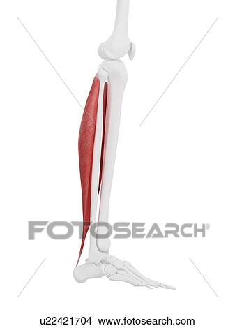 Picture - Soleus muscle, computer illustration.. Fotosearch