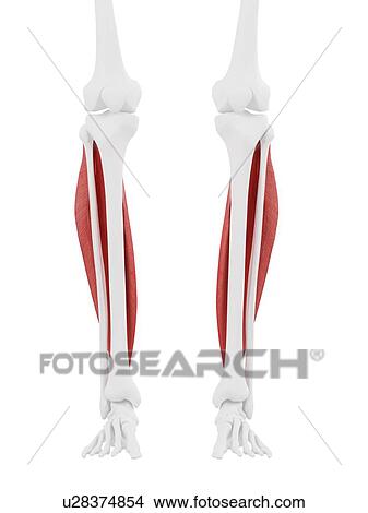 Soleus muscle, computer illustration. View Large Photo Image Picture - Soleus muscle, computer illustration.. Fotosearch