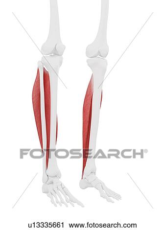 Stock Image - Soleus muscle, computer illustration.. Fotosearch