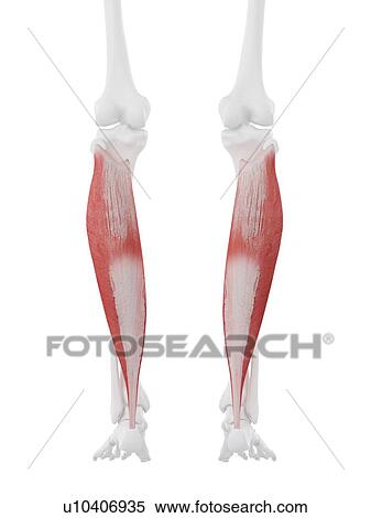 Soleus muscle, computer illustration. View Large Photo Image Stock Photography - Soleus muscle, computer illustration.. Fotosearch