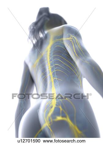 Stock Image - Spinal cord, computer illustration.. Fotosearch