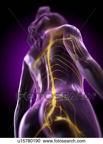 Stock Image - Spinal cord, computer illustration.. Fotosearch