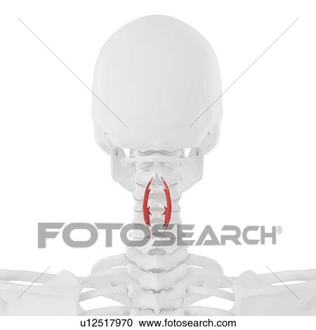 Spinalis cervicis muscle, computer illustration. View Large Photo Image Stock Image - Spinalis cervicis muscle, computer illustration.. Fotosearch