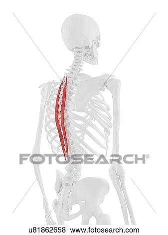 Stock Photo - Spinalis thoracis muscle, computer illustration.. Fotosearch