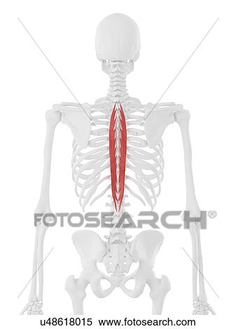 Stock Photography - Spinalis thoracis muscle, computer illustration.. Fotosearch