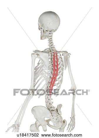Stock Image - Spinalis thoracis muscle, illustration. Fotosearch