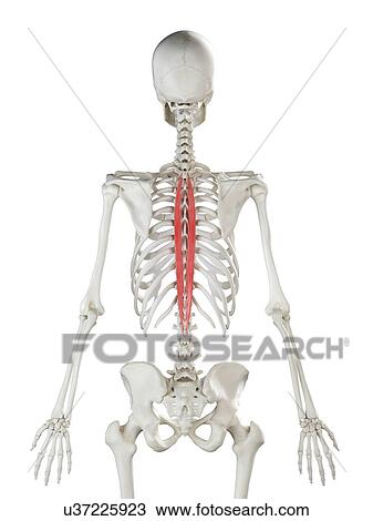 Stock Image - Spinalis thoracis muscle, illustration. Fotosearch