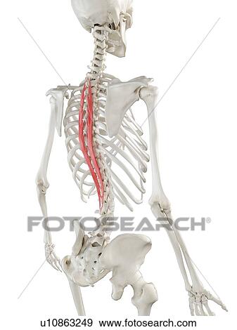 Stock Photo - Spinalis thoracis muscle, illustration. Fotosearch
