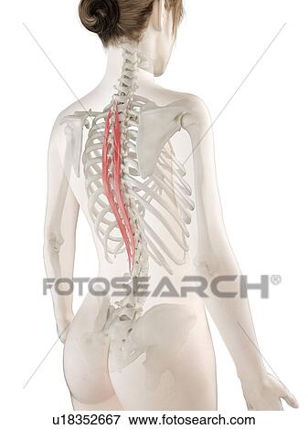 Stock Photo - Spinalis thoracis muscle, illustration. Fotosearch