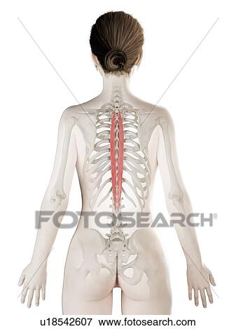 Stock Photo - Spinalis thoracis muscle, illustration. Fotosearch