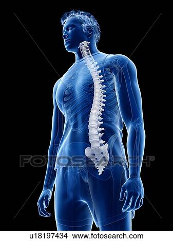 Spine anatomy, illustration View Large Photo Image Picture - Spine anatomy, illustration. Fotosearch