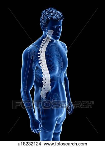 Picture - Spine anatomy, illustration. Fotosearch